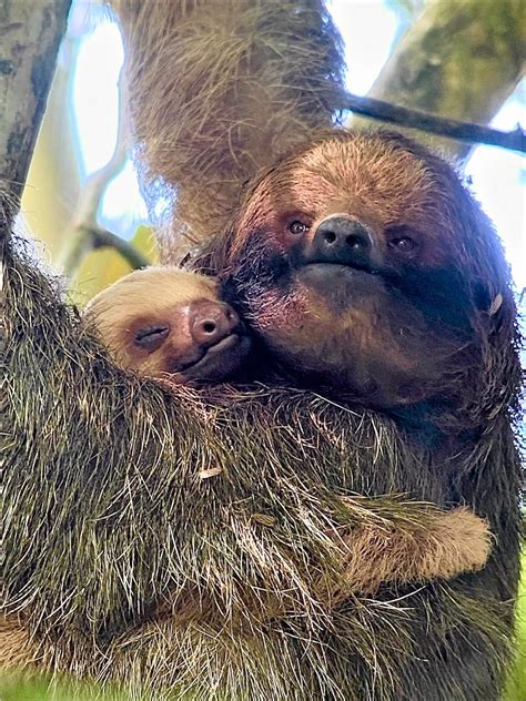 Two Sloths Cuddling