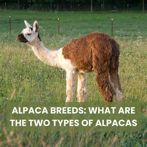 Alpaca Breeds: What Are The Two Types Of Alpacas