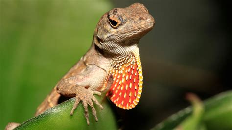 Are newer brown anoles driving away Louisiana's green lizards? | wwltv.com