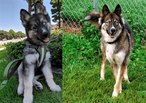 Top 10 Things You Need To Know About German Shepherd Husky Mix