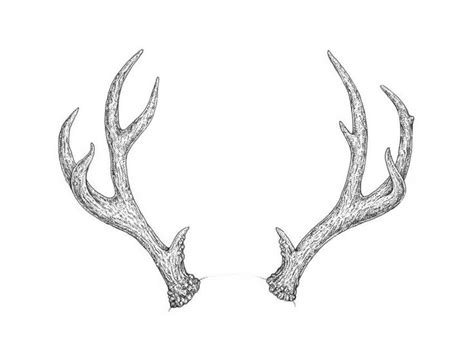 How to Draw Deer Antlers Step by Step | Envato Tuts+ | Deer drawing, Antler art drawing, Antler ...