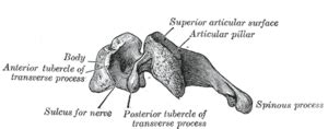 Cervical vertebrae - Wikipedia