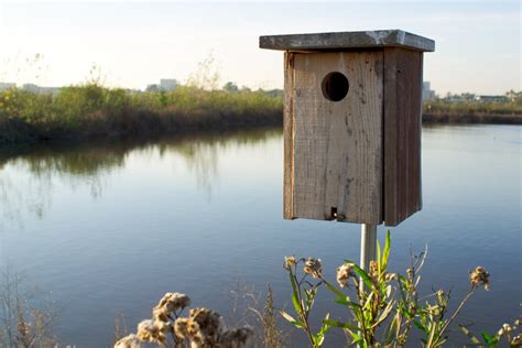 How to Build a Wood Duck Nest Box | FeltMagnet