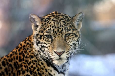 jaguar, Wild, Cat, Muzzle Wallpapers HD / Desktop and Mobile Backgrounds