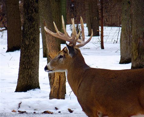 NOT a 30 Point Buck Photograph by Wild Thing | Fine Art America