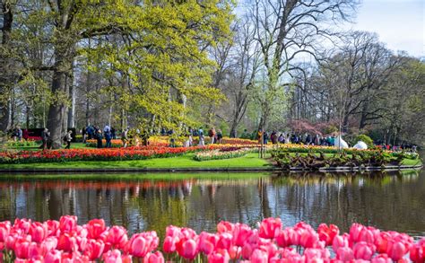 Chiêm ngưỡng vườn hoa tulip Keukenhof lớn nhất thế giới tại Hà Lan - Saco Travel