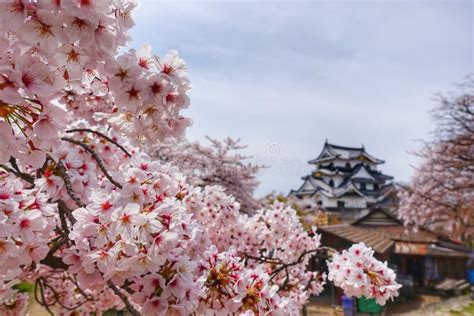 Cherry Blossom Season At Kumamoto Castle Stock Photo - Image of asia ...