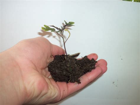 Plant In Person's Hand Free Stock Photo - Public Domain Pictures