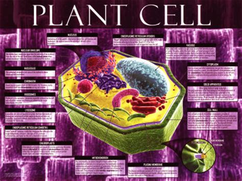 Plant Cell Poster - AllPosters.co.uk