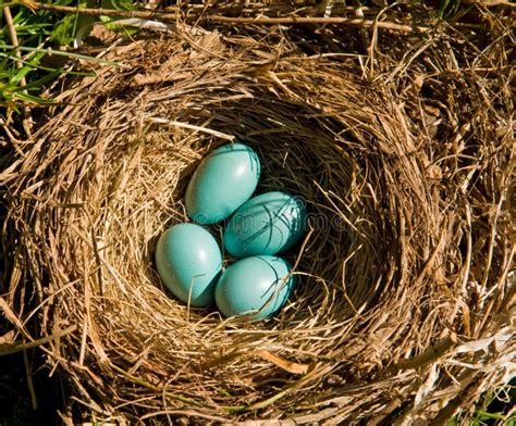 American Robin Eggs stock photo. Image of spots, wildlife - 22933510