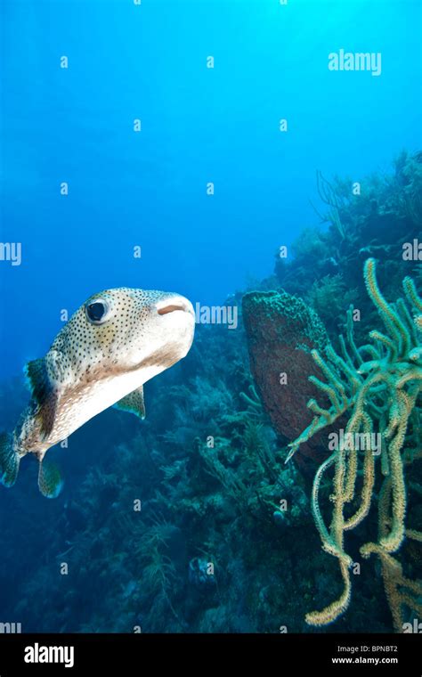 Utila, Bay Islands, Honduras, Central America Stock Photo - Alamy