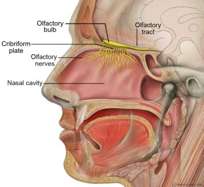 Olfactory Cortex - Physiopedia