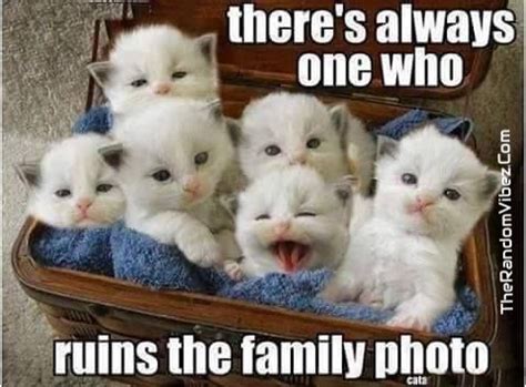 70+ Most Hilarious White Cat Meme & Funny White Cat Images