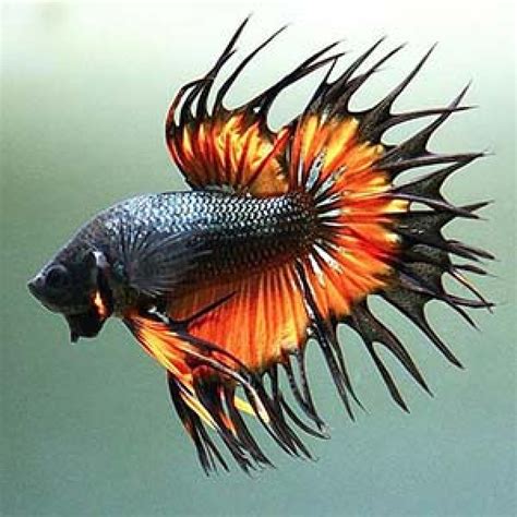 Buy Mustard Gas Crowntail Betta Aquarium Fish Online - A ...