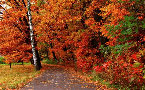 AUTUMN TRAIL wallpaper | nature and landscape | Wallpaper Better