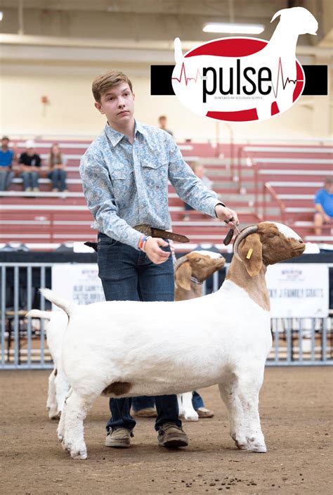 National Junior Boer Goat Show 2022 | JABGA Percentage Does – Senior Divsion | The Pulse