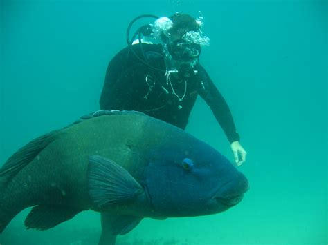 Blue Grouper | Nautilus Scuba Club Cairns