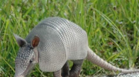 Armadillos Likely Transmitting Leprosy to Humans in Southern U.S ...