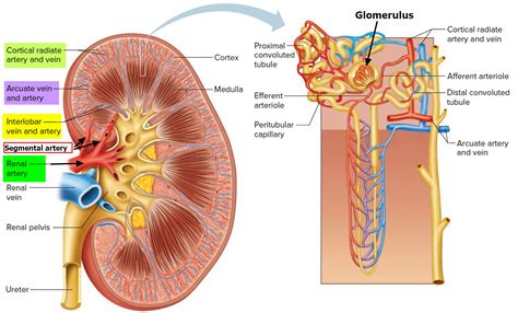 Renal Artery Function - Renal artery stenosis and Renal artery aneurysm