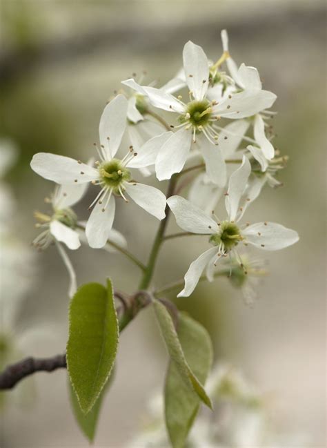 Native Plants 101: The Shadbush Story | Native plants, Plants, Native ...