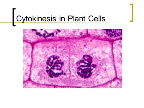 Cytokinesis Under Microscope