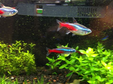 393 best Neon Tetra images on Pholder | Aquariums, Planted Tank and ...