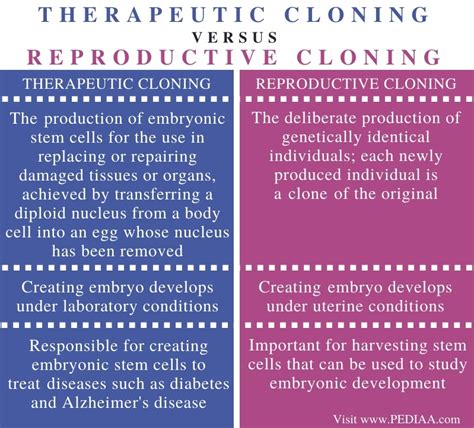 What is the Difference Between Therapeutic and Reproductive Cloning ...