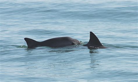 Will Vaquitas Get Another Chance to Rebound? | Plants And Animals