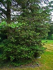 Abies koreana - Wikimedia Commons