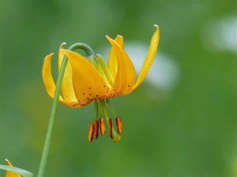 Free Image on Pixabay - Wild, Flower, Orchid, Plant, Nature | Orquídeas, Flores, Fotos de flores