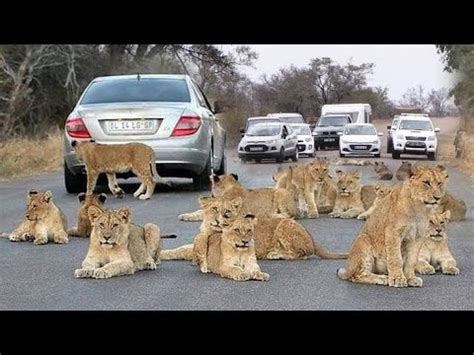 Largest Lion Pride Ever Blocking Road In Kruger Park - YouTube