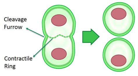 Print Cell Cycle and Mitosis Vocab flashcards | Easy Notecards