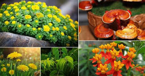 48 Best Medicinal Plants with Their Benefits | Balcony Garden Web