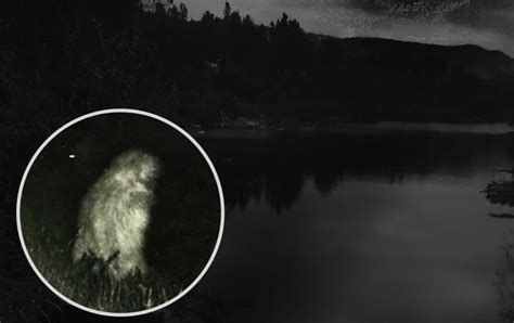 Sightings of Lake Worth Monster: A Mysterious Creature Was Photographed ...