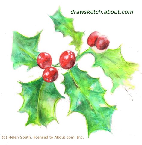 Drawing Tutorials | Christmas drawing, Holly plant, Christmas holly