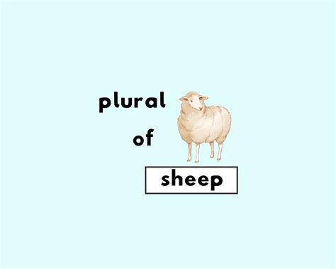 Is Sheep Singular or Plural?