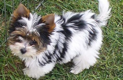 14 Unreal Yorkshire Terrier Cross Breeds You Have To See To Believe