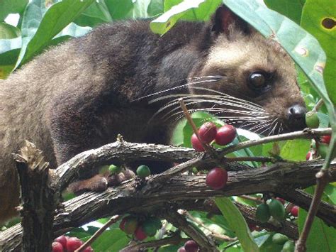 Kopi Luwak, Most Expensive Coffee | Indonesia