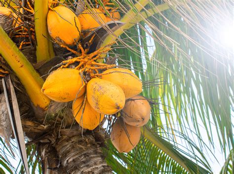 15 Different Types of Coconuts (Dwarf, White, and More!) - PlantSnap