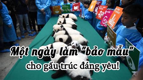 Một ngày làm bảo mẫu cho gấu trúc - Trải nghiệm độc lạ tuyệt vời tại Đô ...