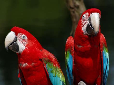 Parrot Bird Red wallpaper | 1680x1260 | #13930