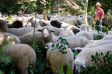 Herding Sheep in Basque Country (Idaho) - The New York Times