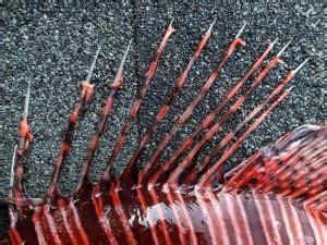 Lionfish spines - Lionfish Hunting