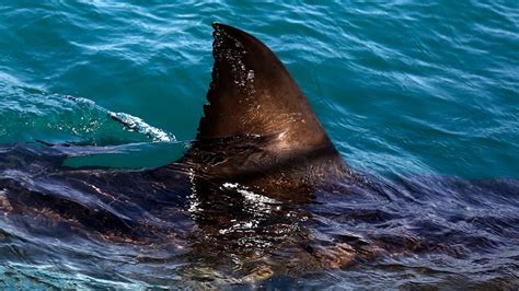 How many shark attacks were there in 2019? Florida had the most | wtsp.com