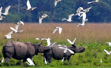 Book Online Safari Booking at Kaziranga - Kajaawa