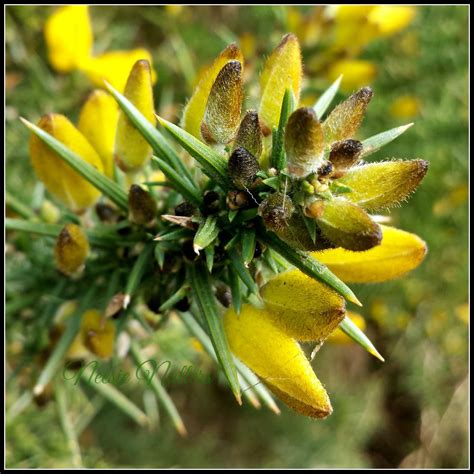 Neesie Natters: Flowering Gorse