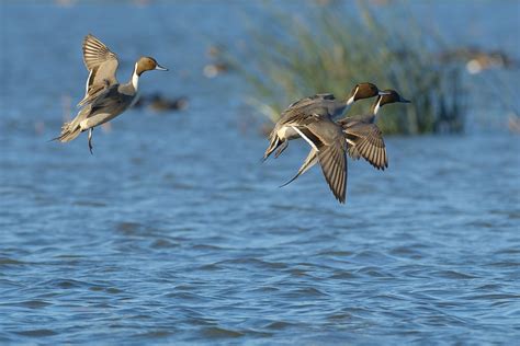 Pacific Region – Waterfowl Migration Reports | Grand View Outdoors