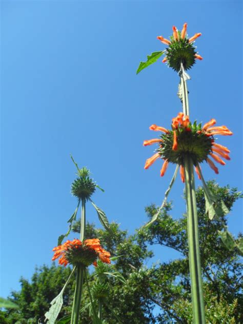 World Seed Cultivation Database: How to Grow Klip Dagga (Leonotis Nepetifolia)