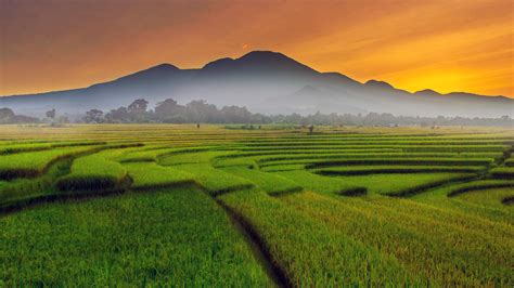Green Paddy Field Wallpapers - Wallpaper Cave