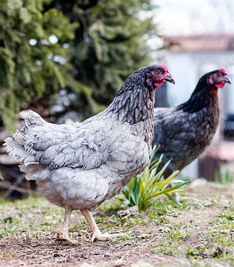 Plymouth Blue Rock Chickens | Poultry for Sale | Shop Now